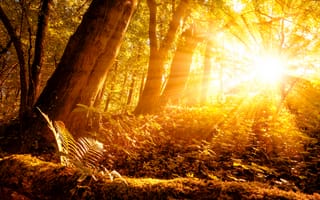 Картинка Красивый лес в лучах яркого осеннего солнца