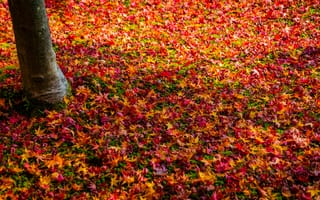 Картинка Разноцветная опавшая листва в осеннем лесу
