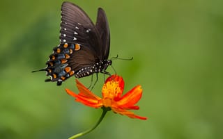 Картинка Красивая бабочка сидит на оранжевом цветке