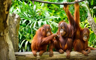Обои Семья орангутангов сидит на ветке
