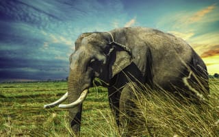 Картинка Большой серый слон идет по зеленой траве под голубым небом