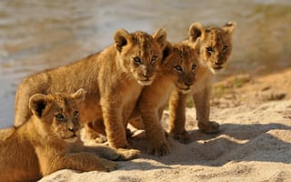 Картинка Четыре маленьких львенка стоят на песке