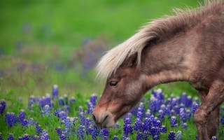 Картинка Коричневая лошадь гуляет по полю с синими цветами
