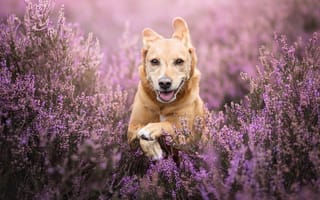 Картинка Рыжая собака с высунутым языком бежит по полю с сиреневыми цветами