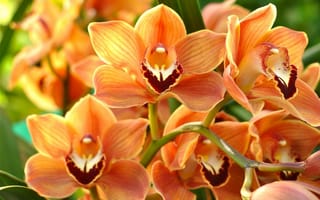 Картинка Ветка красивой экзотической оранжевой орхидеи