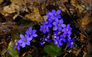Картинка Маленькие синие цветы в сухой листве