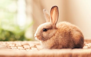 Картинка Маленький красивый декоративный кролик