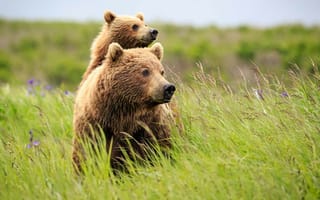 Обои Большая медведица с медвежонком в зеленой траве