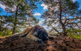 Картинка Большая грустная собака породы Леонбергер лежит на земле в лесу