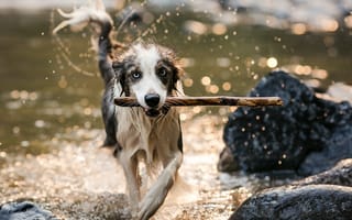 Картинка Мокрая собака бежит с палкой в зубах по воде
