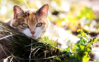 Картинка Красивая кошка с выразительным взглядом лежит на траве