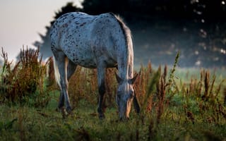 Картинка Белая пятнистая лошадь пасется на траве