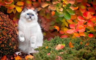 Картинка Красивый голубоглазый пушистый кот осенью