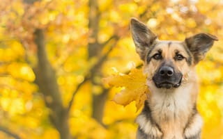 Картинка Собака породы немецкая овчарка с желтым осенним листом в зубах