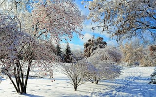 Обои Покрытые белым инеем красивые деревья в лесу зимой