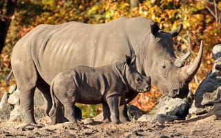 Картинка Большой носорог с маленьким детенышем