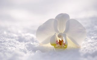 Картинка Нежная белая орхидея лежит на снегу