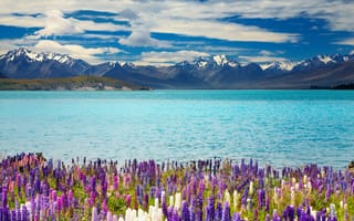 Картинка Красивые цветы на берегу озера Текапо на фоне гор, Новая Зеландия