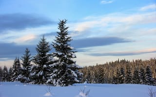 Картинка Пушистые ели покрыты белым снегом в зимнем лесу