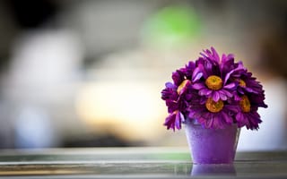 Обои Фиолетовые цветы в горшке