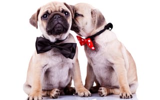 Картинка Два щенка бульдога с бантиками на шее на белом фоне
