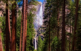 Картинка Высокие зеленые сосны на фоне утеса с водопадом
