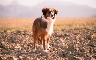 Картинка Красивая собака с умной мордой стоит на земле