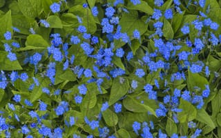 Картинка Голубые маленькие цветы незабудки крупным планом