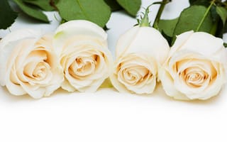 Обои Четыре нежных белых розы на белом фоне