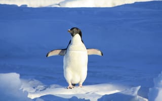 Картинка Маленький милый пингвин стоит на снегу