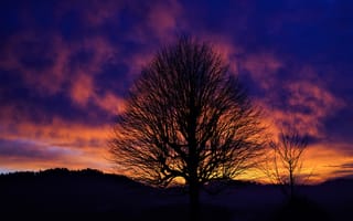 Картинка Силуэт дерева на фоне красивого неба на закате зимой