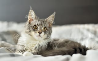 Картинка Кот породы мейн кун лежит на кровати