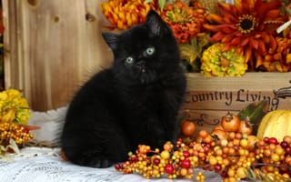 Картинка Маленький пушистый черный котенок с осенними ягодами