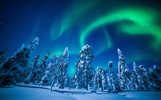Картинка Северное сияние в небе над покрытыми снегом елями, Финляндия