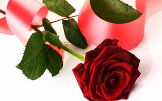 Обои Красная роза с розовой лентой на белом фоне