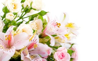 Обои Букет из розовых и белых роз и цветов альстрёмерия на белом фоне
