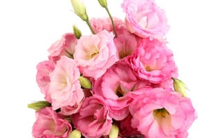 Картинка Красивый букет розовых цветов Эустома на белом фоне