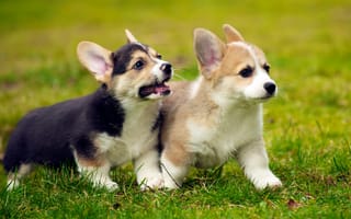 Картинка Маленькие щенята Вельш-Корги на зеленой траве