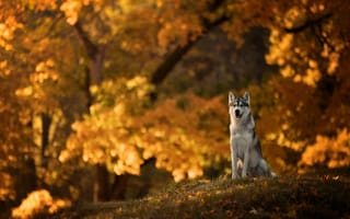 Картинка Собака породы хаски сидит на поляне в осеннем парке