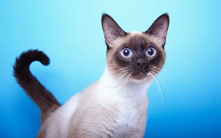 Картинка Испуганный сиамский голубоглазый кот на голубом фоне