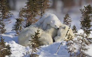 Картинка Маленький белый медвежонок с медведицей на снегу