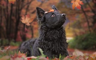 Картинка Черная собака породы бордер колли лежит на опавшей листве