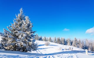 Картинка Заснеженная ель под чистым голубым зимним небом
