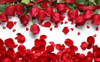 Картинка красивые красные розы, с красными лепестками на белом фоне
