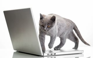 Картинка Серый кот стоит на ноутбуке на белом фоне