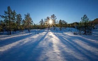 Картинка Лучи яркого зимнего солнца на снежной глади в лесу