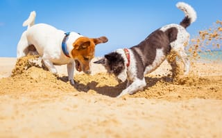 Картинка Две собаки породы Джек-рассел-терьер роют песок на пляже