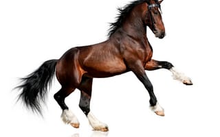 Картинка Красивый коричневый конь на белом фоне