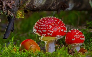 Картинка Яркие красные грибы мухоморы под корягой в лесу
