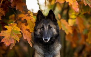 Картинка Собака в желтых осенних дубовых листьях